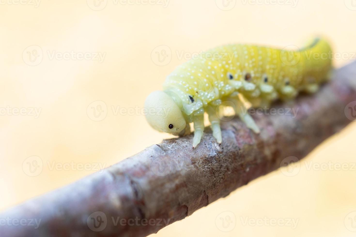 Cimbex femoratus Raupe der Birkenblattwespe foto