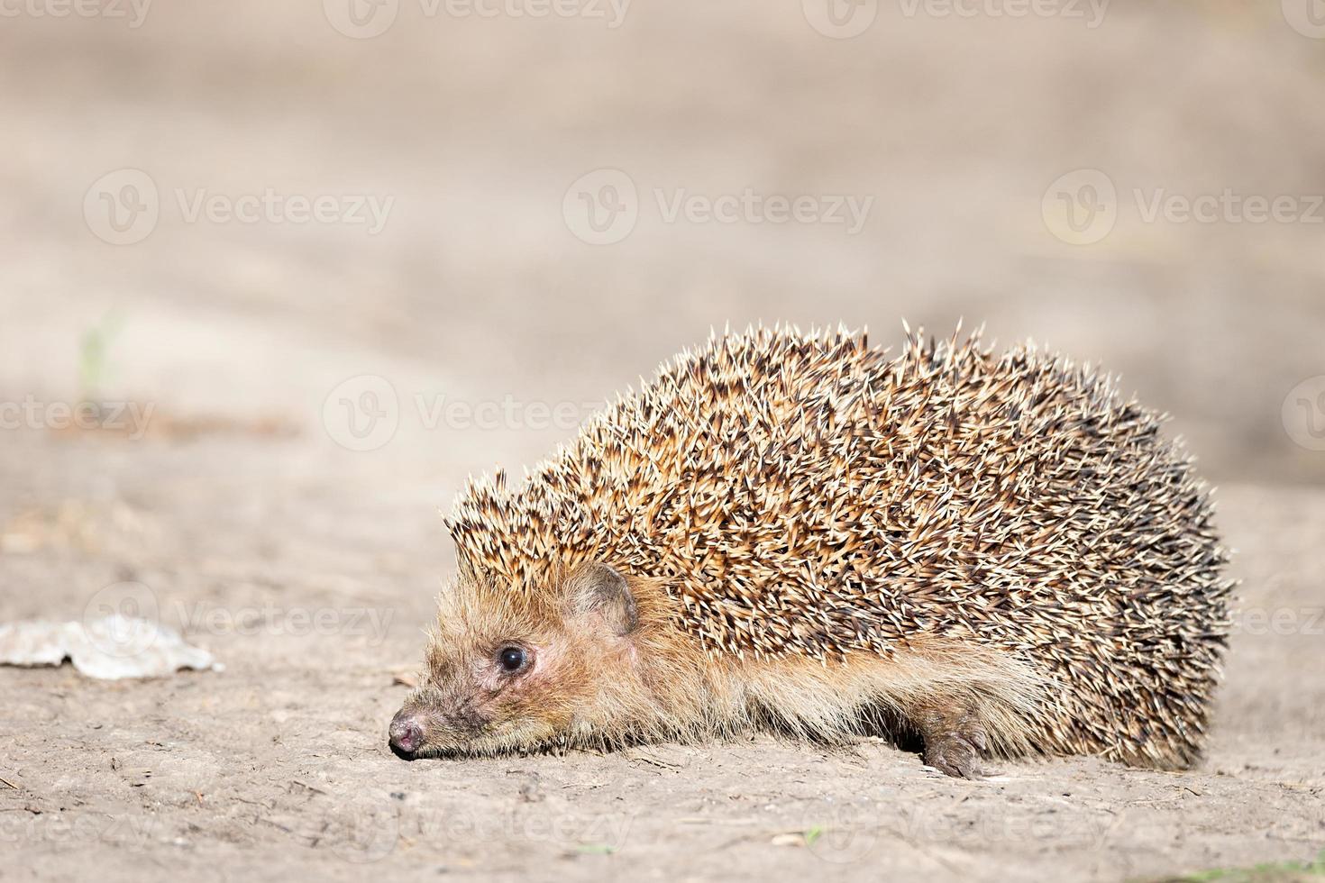 Igel auf dem Gras. foto