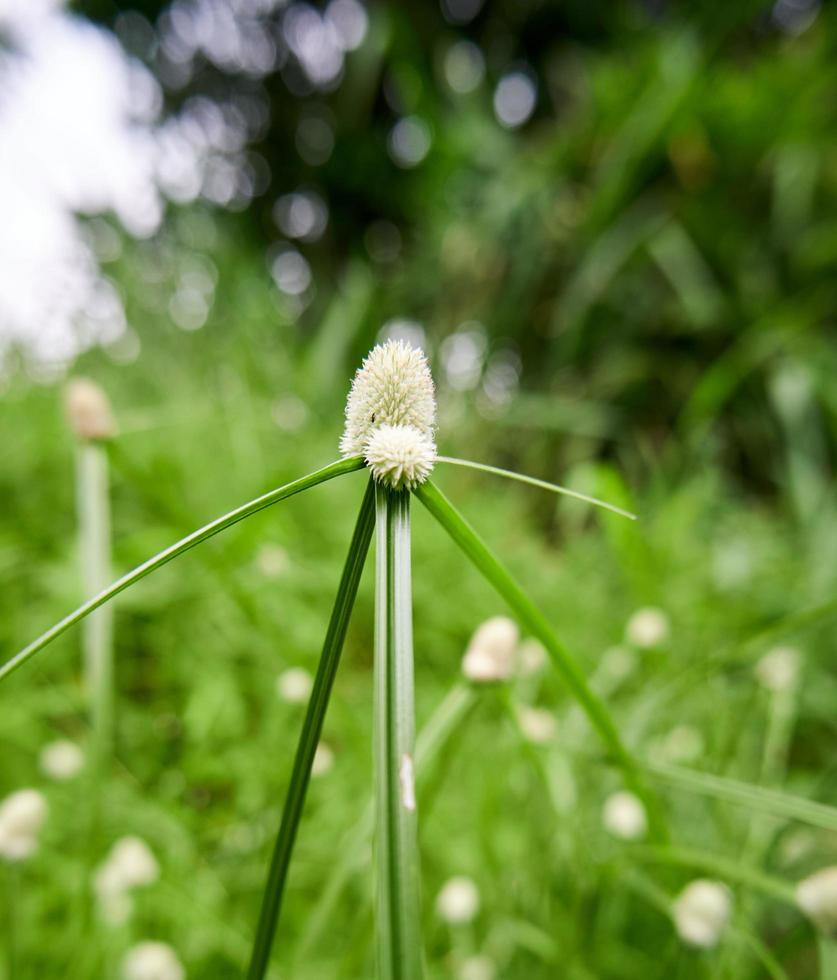 schöne Wildpflanze. schöner Wildwuchs in der Plantage. foto