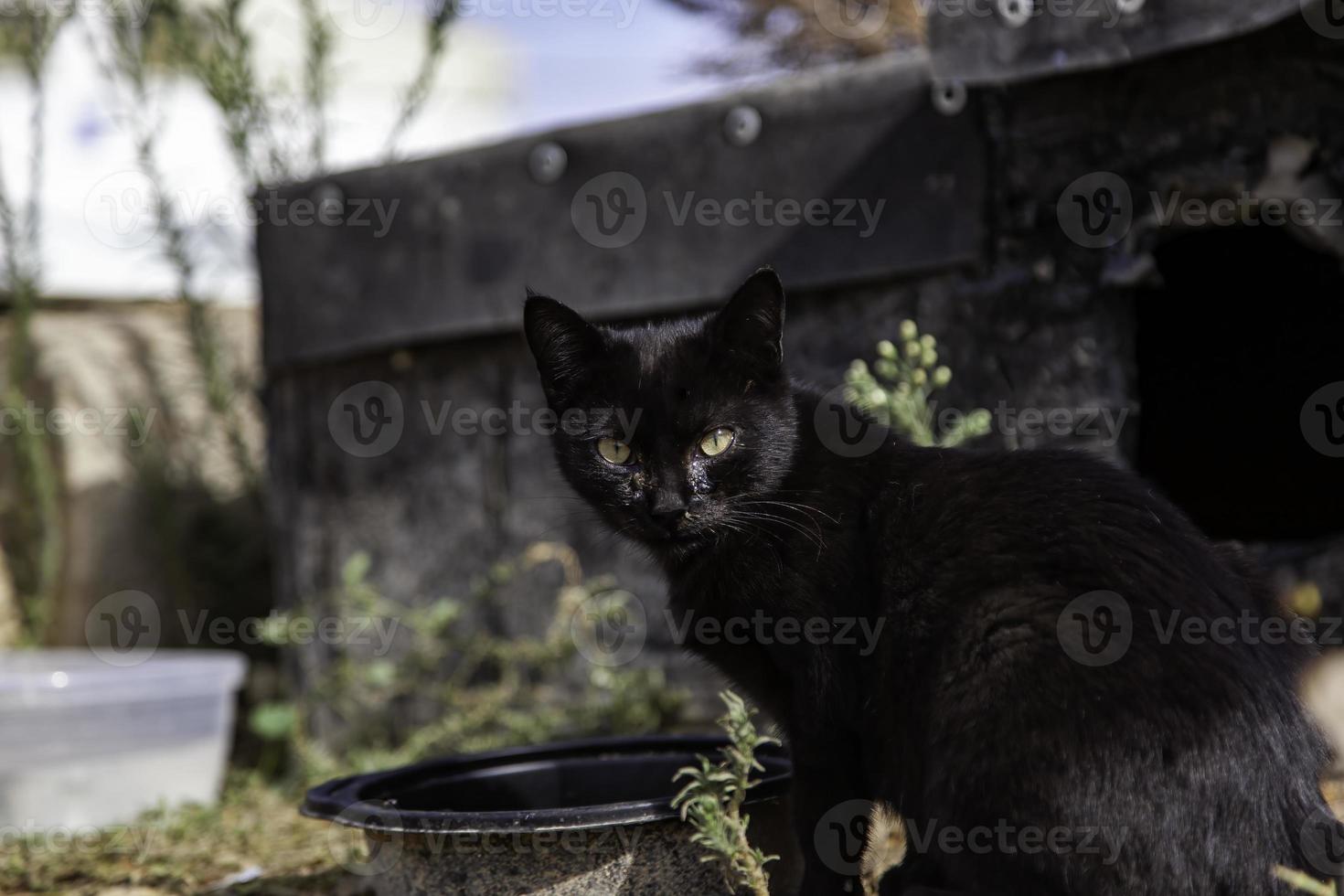 verlassene schwarze Katze auf der Straße foto