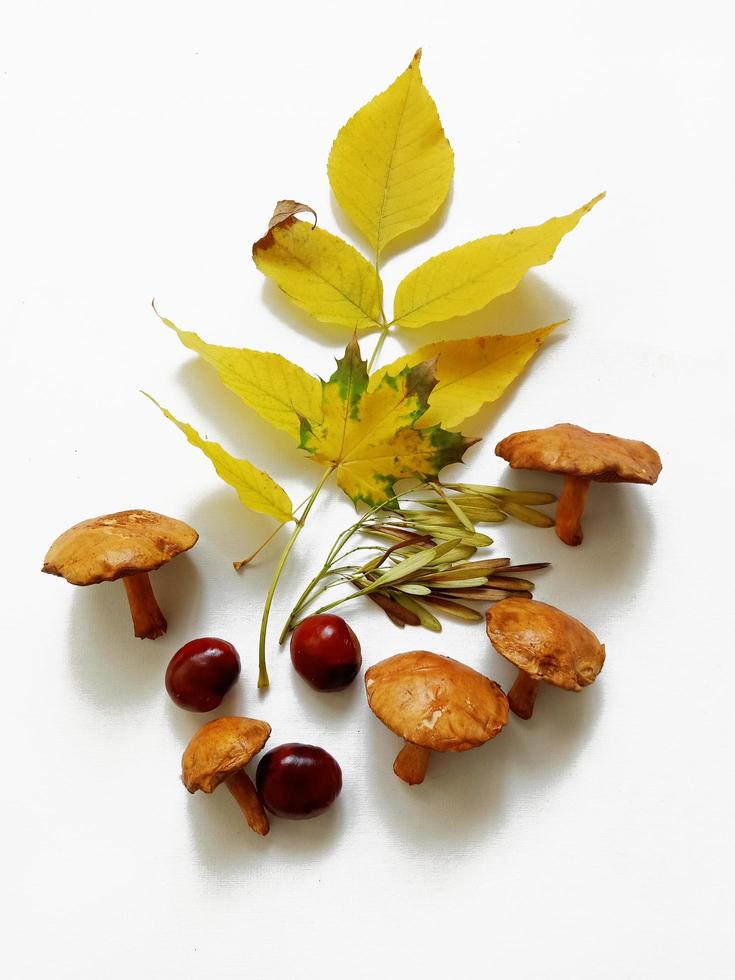 sammlung von herbstsymbolen. Pilze, gelbe Blätter und Kastanien auf weißem Hintergrund foto