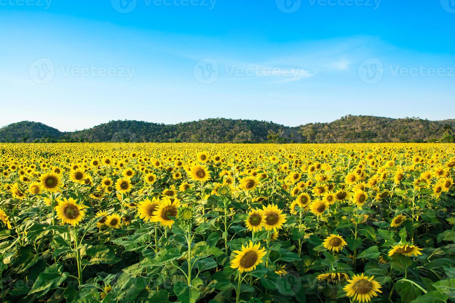 Sonnenblumenfarm foto