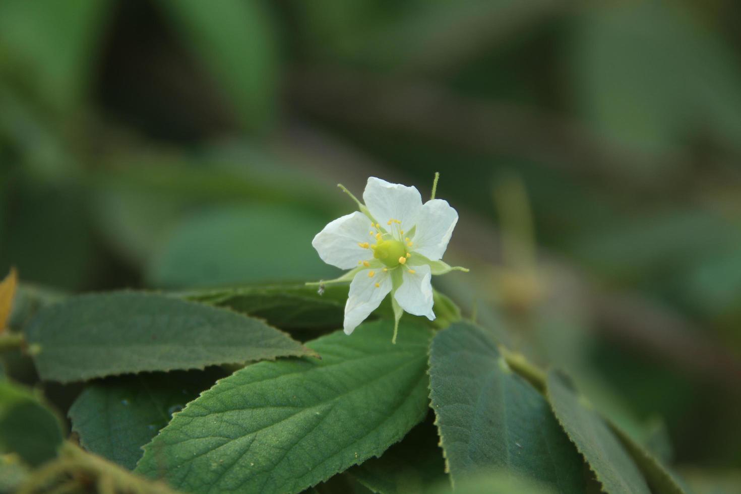 weiße blume von marmeladenbaum oder malaiischer kirsche blüht auf zweig mit grünen blättern und unscharfem hintergrund. ein anderer name ist jamaikanische kirsche, westindische kirsche. foto