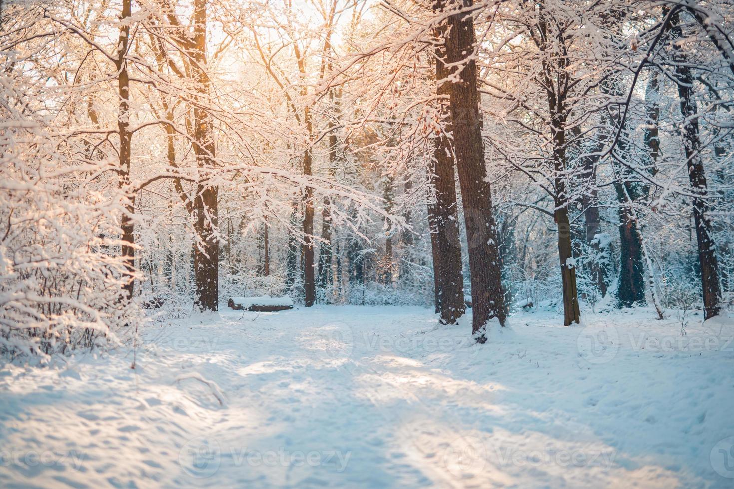 Winterlandschaft mit schneebedecktem Wald. sonniger tag, abenteuer wandern tief im wald, pfad oder weg entspannende landschaftlich reizvolle aussicht. saisonale Winternaturlandschaft, gefrorene Wälder, ruhige Ruhe foto