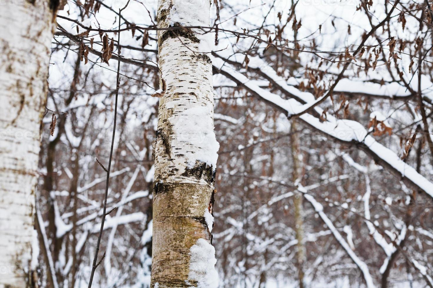 schneebedeckter Birkenstamm im Winterwald foto