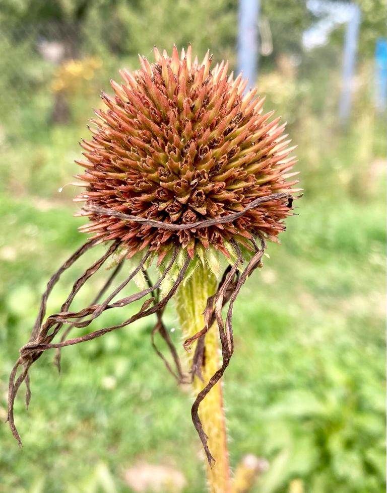 Nahaufnahme der verwelkten Echinacea purpurea Blume. foto