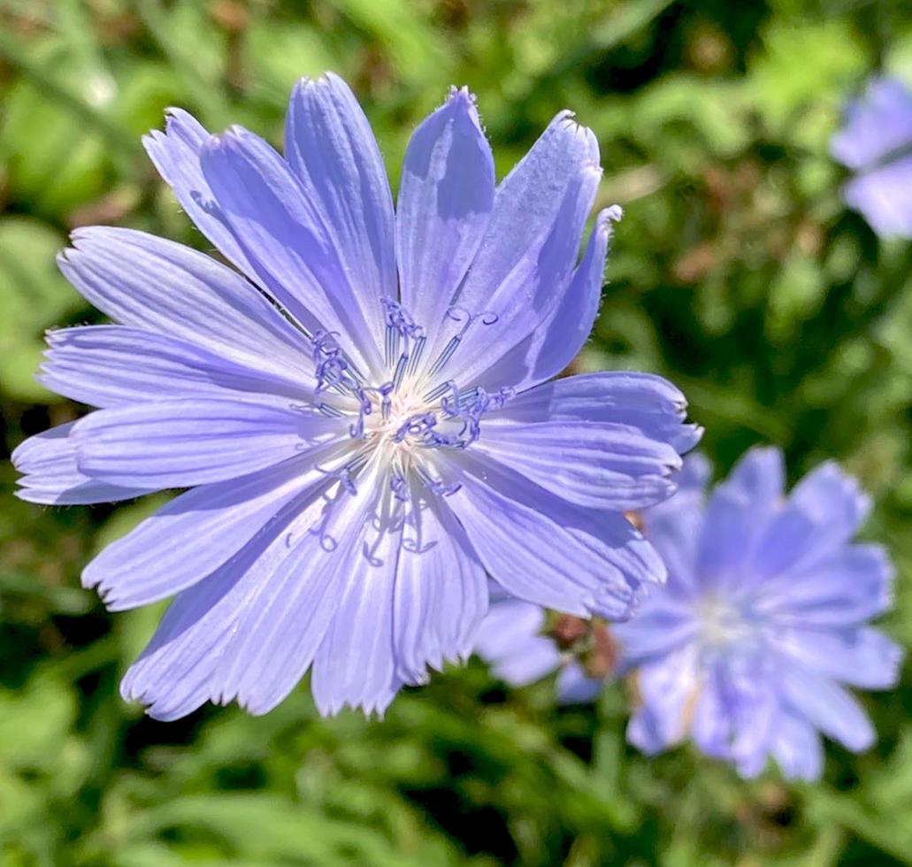 Blaue Chicorée-Blüten wachsen auf Stängeln im Blumengarten, Anbau von Heilpflanzen. foto