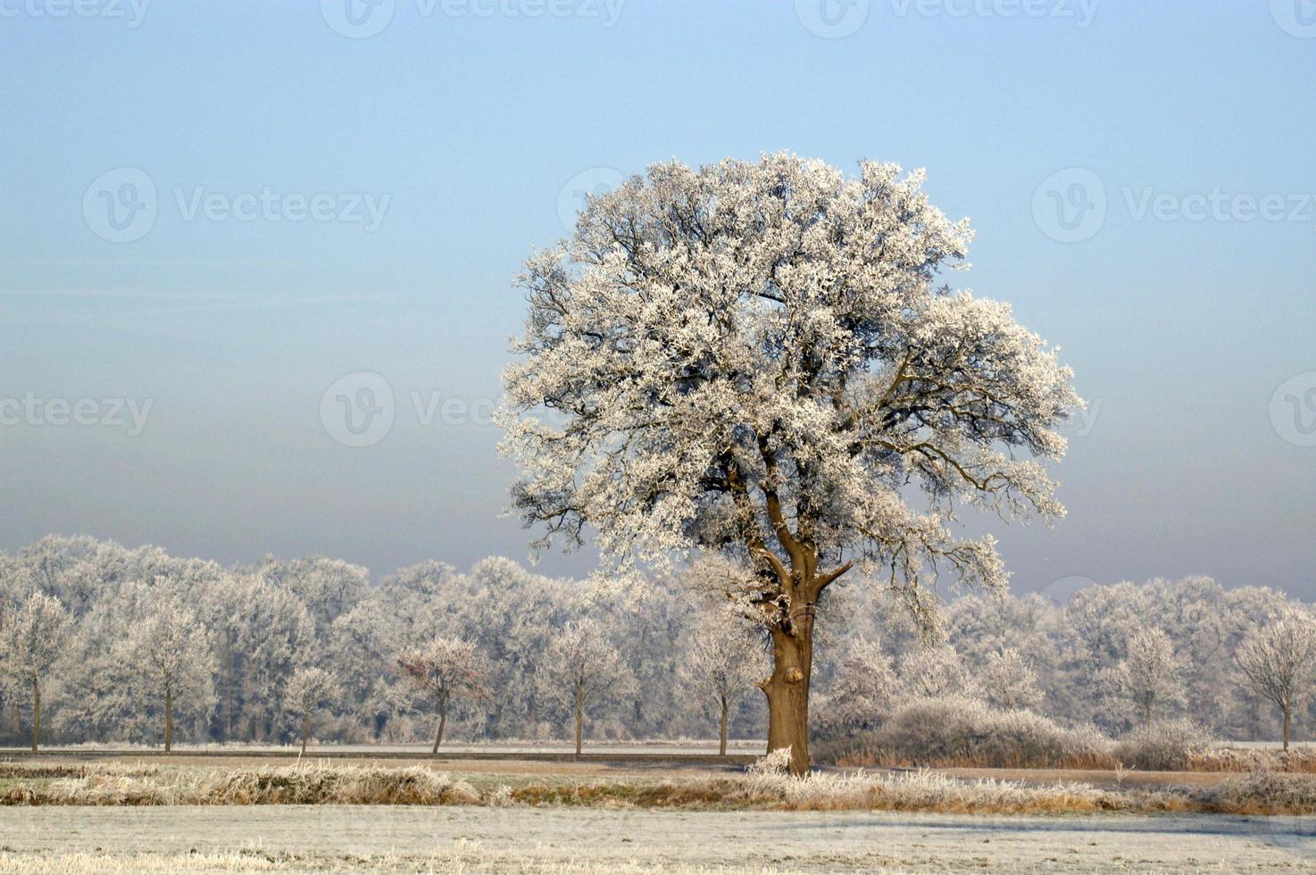 gefrorene Bäume mit einem blauen Himmel foto