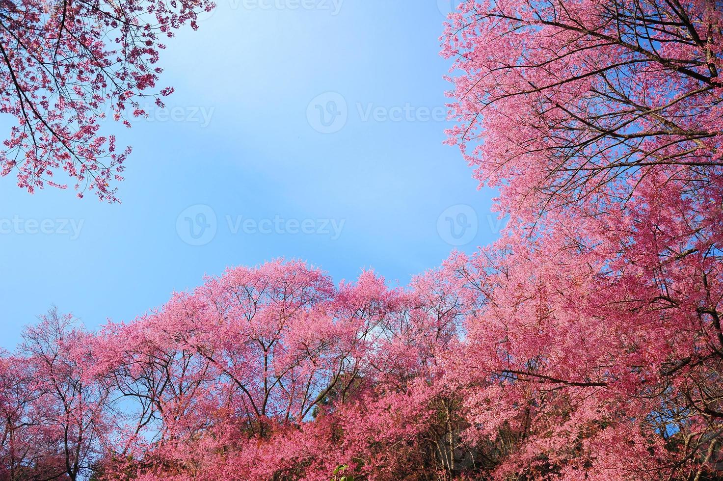Frühlingskirschblüten mit blauem Himmelhintergrund foto