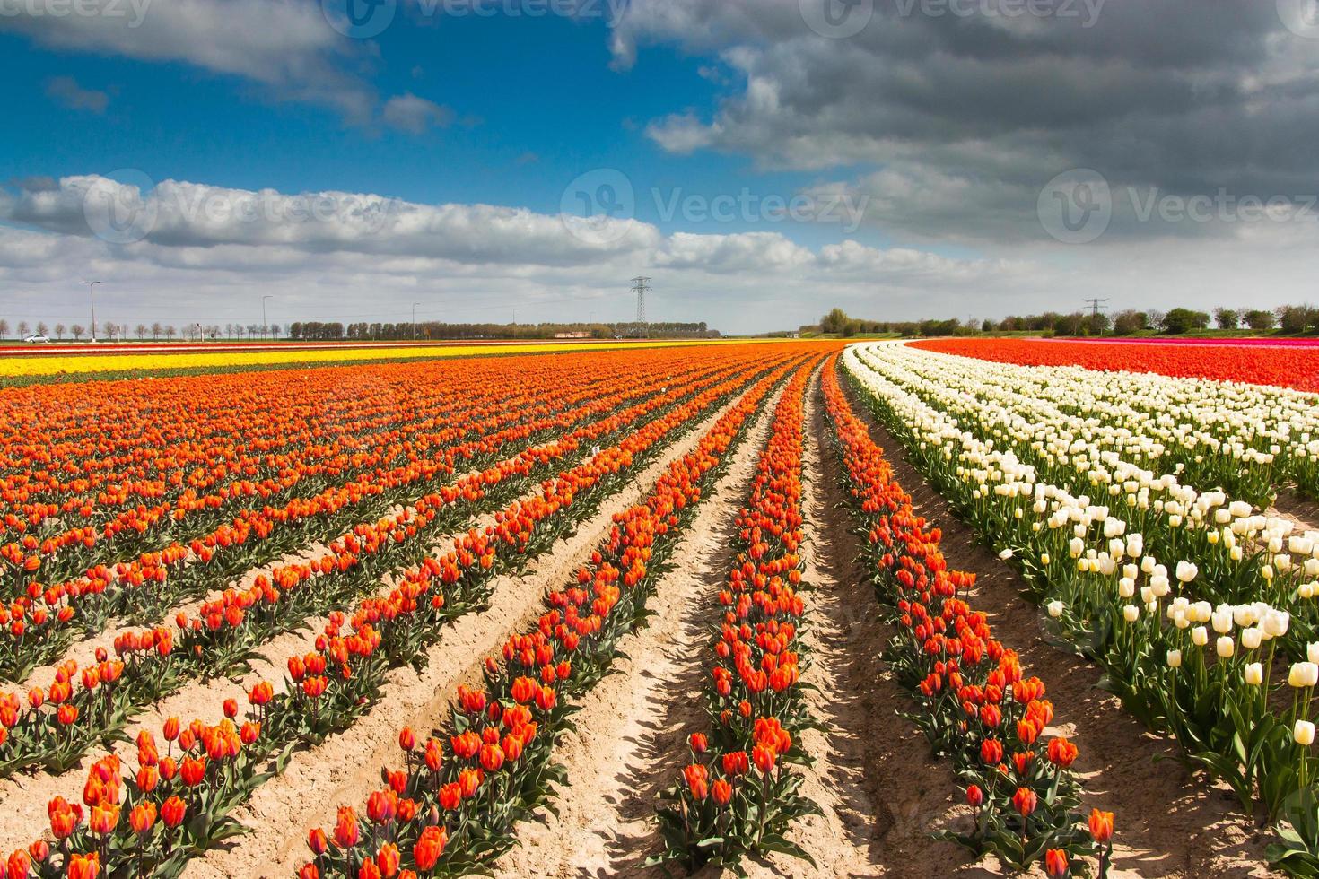 niederländisches Tulpenfeld foto