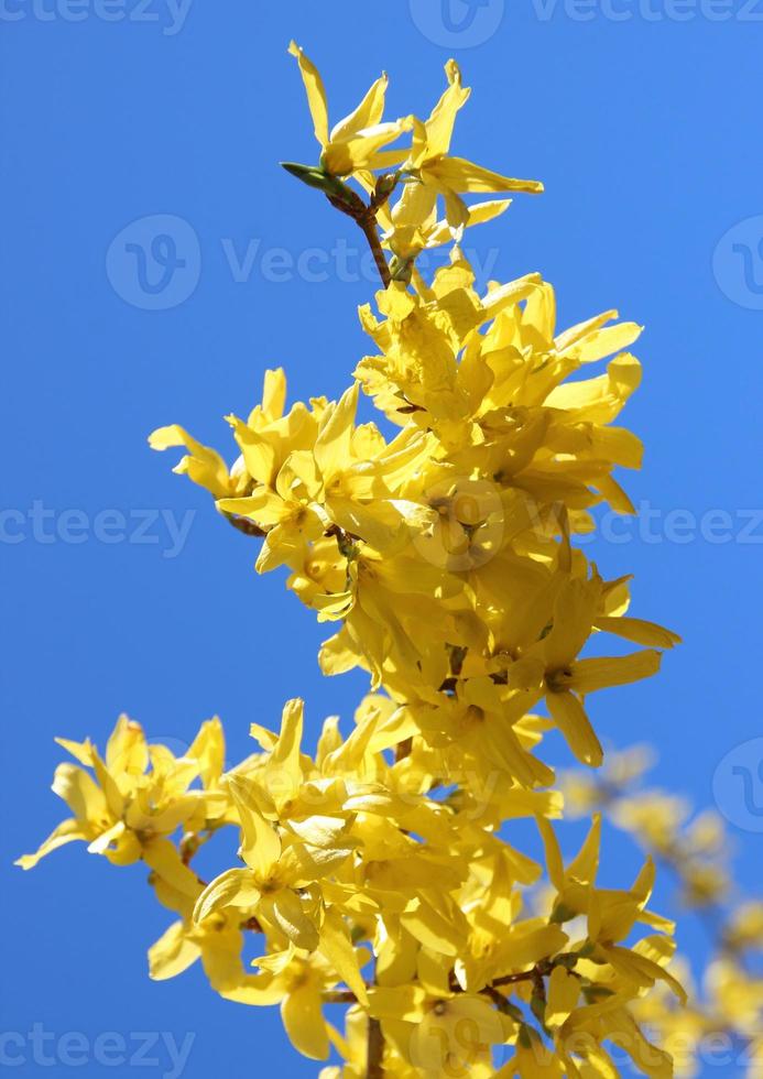 gelber Besenblumenzweig im Frühling mit blauem Himmel foto
