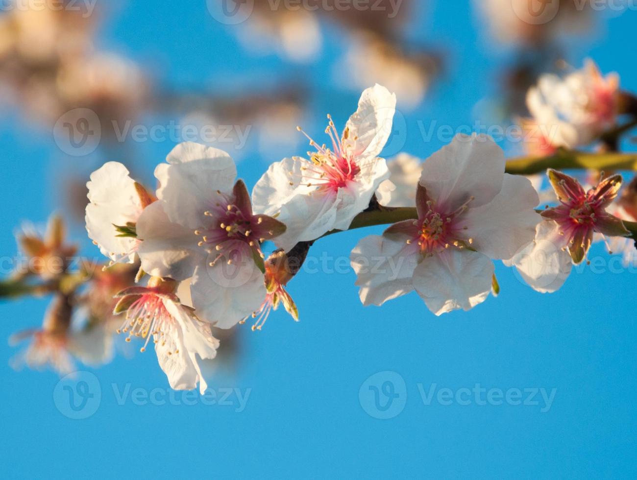 Mandelblüten-Nahaufnahme auf kleinem Zweig und blauem Himmel foto