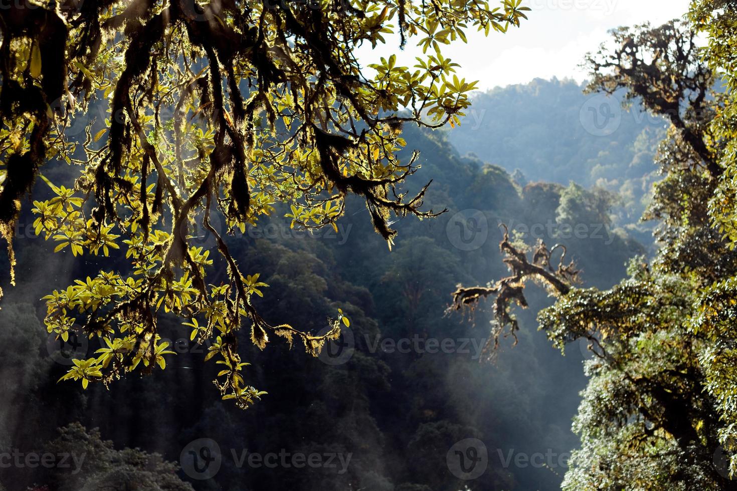 Bäume auf dem Hintergrund mit dem Regenwald Himalaya Berg Nepal foto