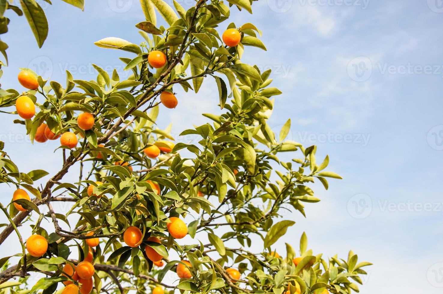 Zweig der Mini-Orangen (Kumquats) gegen einen blauen Himmel foto