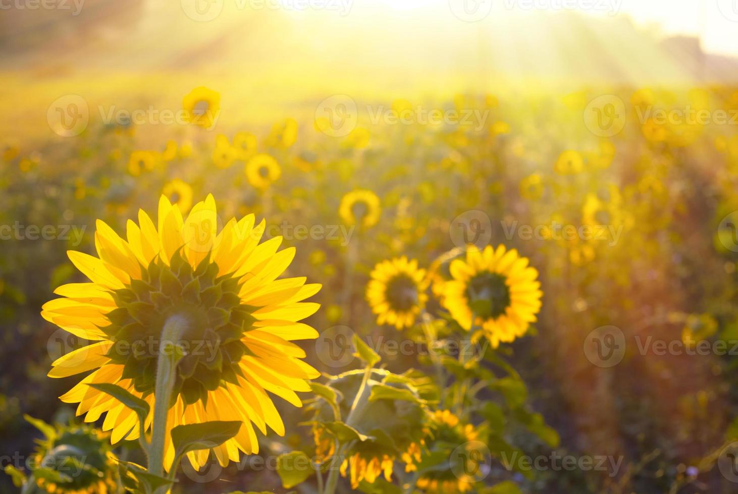 Sonnenblumenfeld. foto