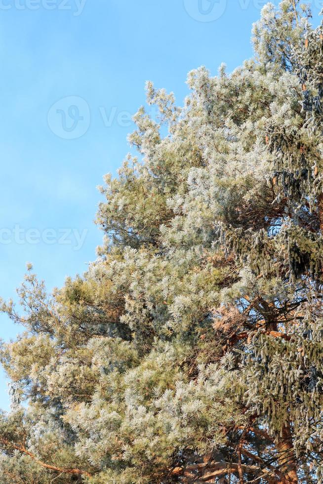 gefrosteter immergrüner Baum am sonnigen Wintermorgen über blauem Himmel foto