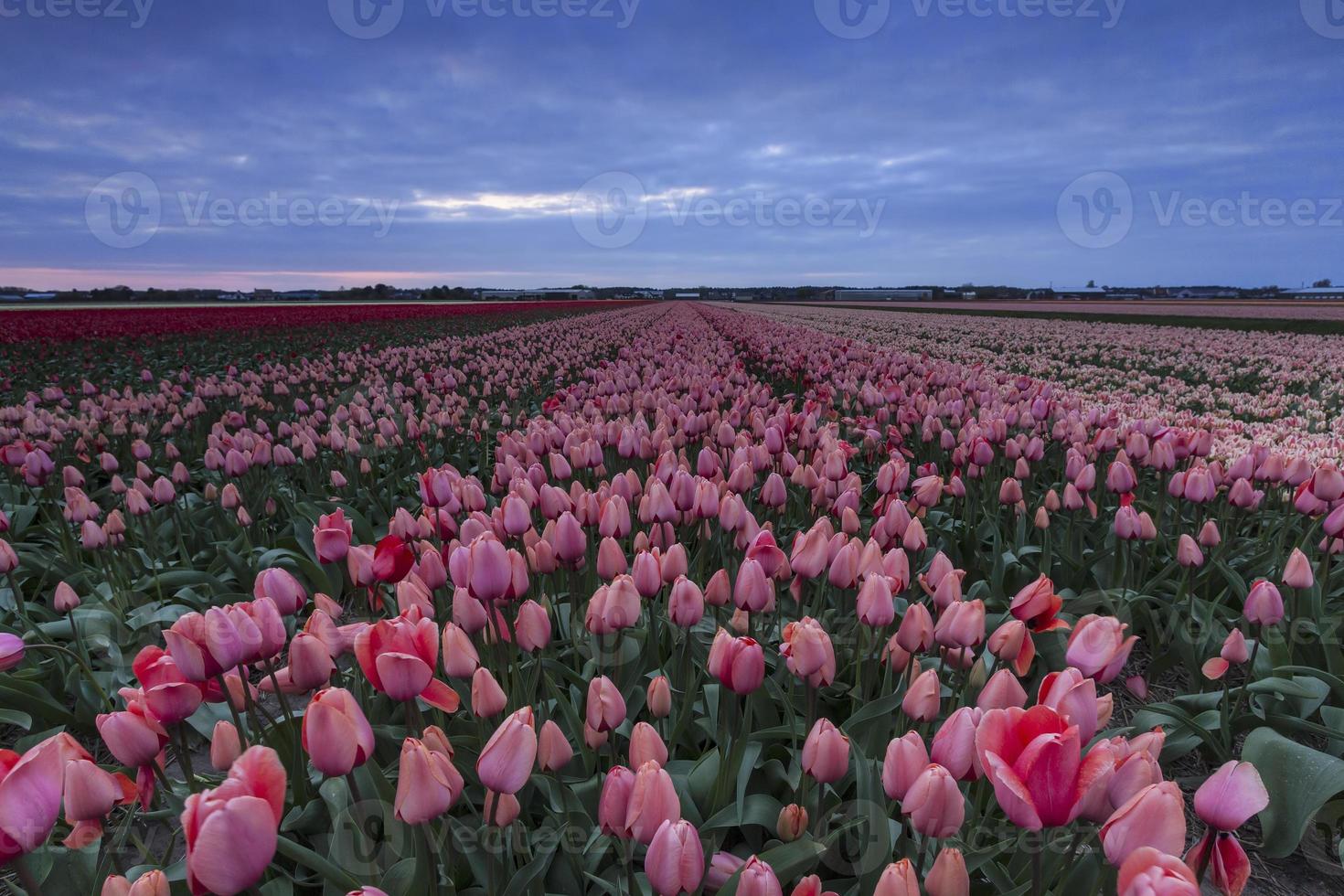 stürmischer Himmel über einem rosa und roten holländischen Tulpenfeld foto
