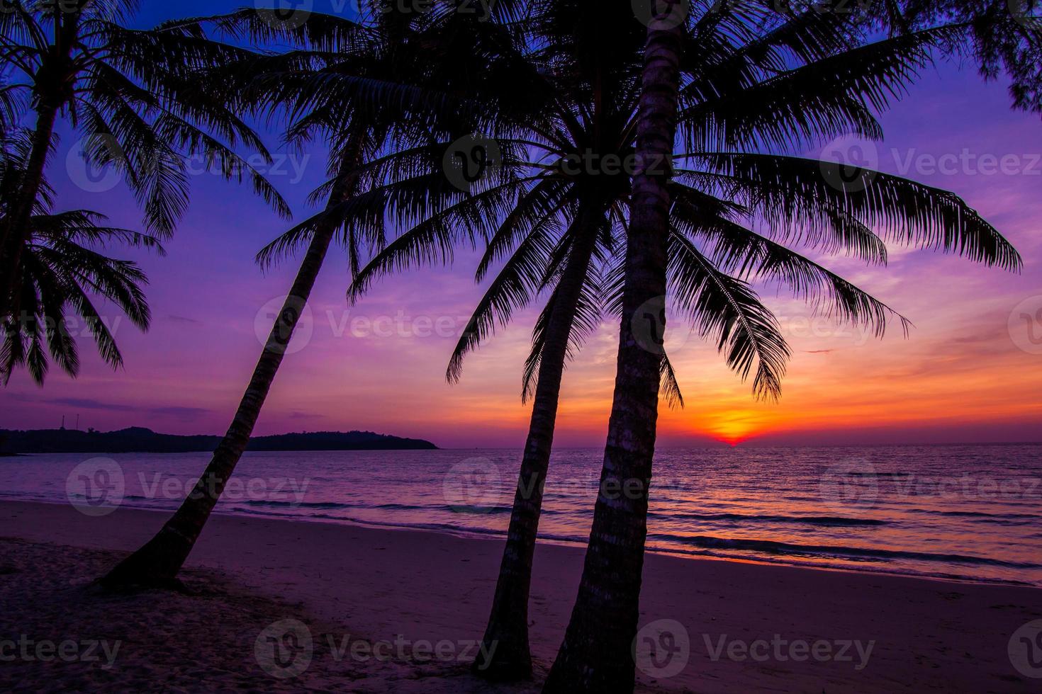 Palmenschattenbild bei Sonnenuntergang foto
