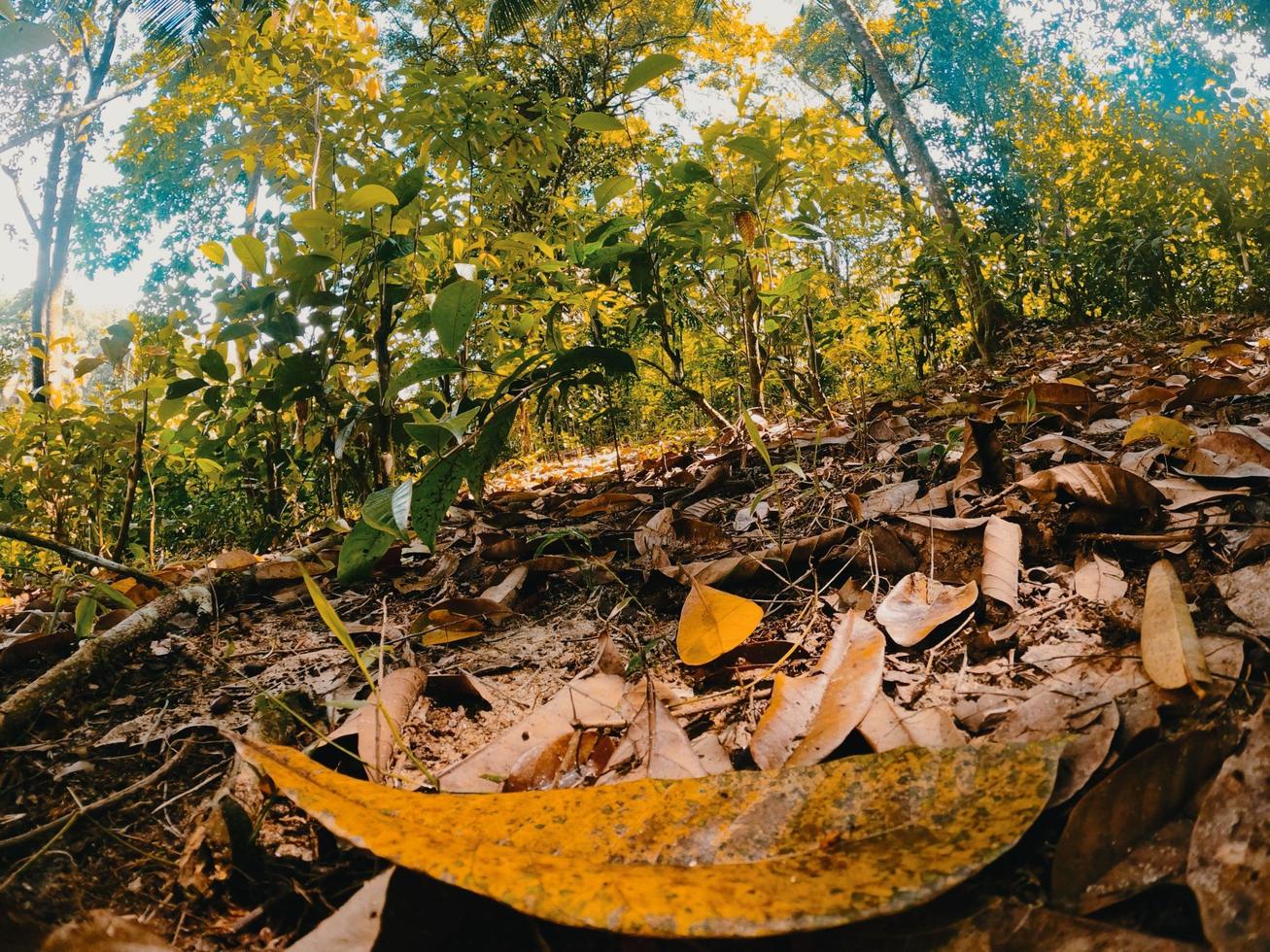 getrocknete Blätter in einem Wald. foto