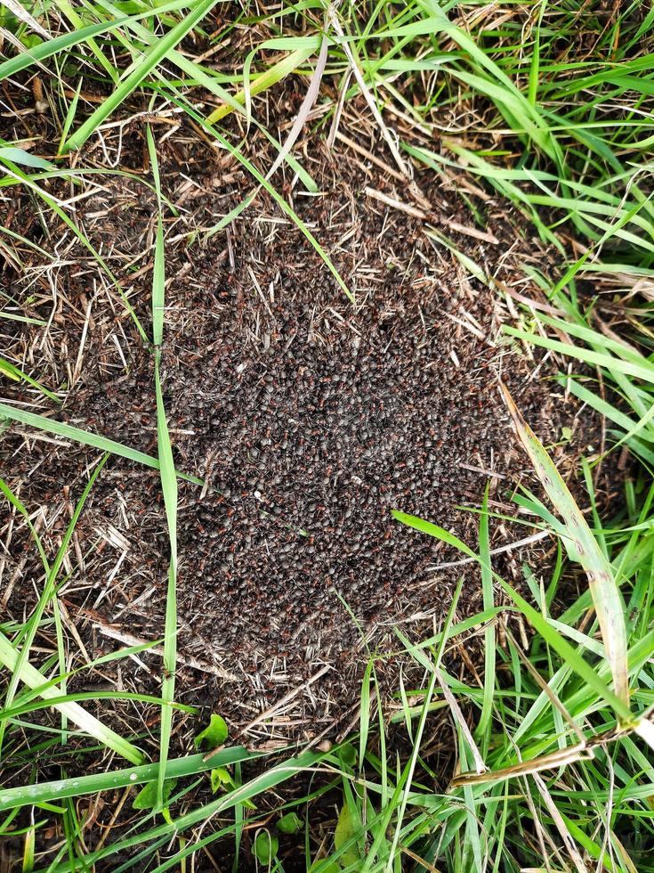 Schwarze Ameisen kriechen in ihrem Ameisenhaufen im Wald. Nahansicht. foto