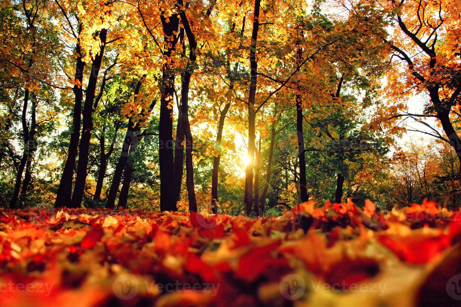 Bunte helle Blätter, die in den herbstlichen Park fallen. foto