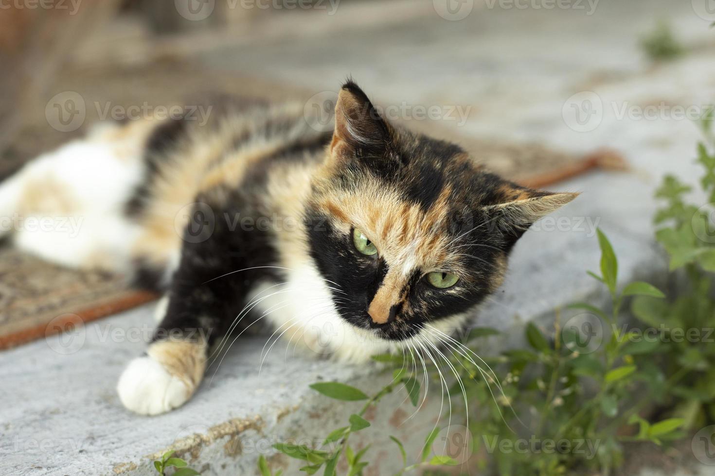 süße katze im sommer. Haustier auf dem Land. flauschiges tier. foto