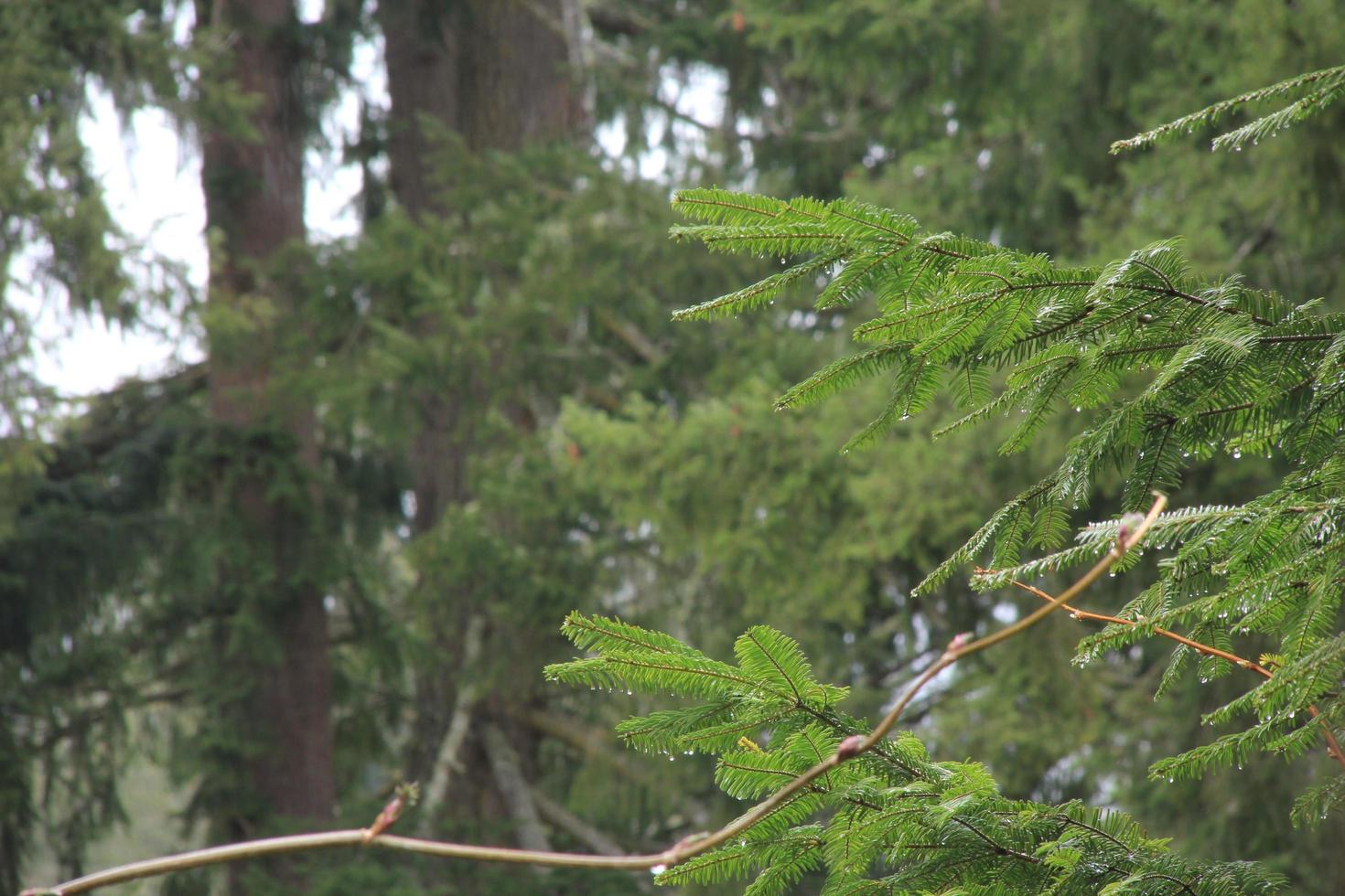 Regentag im Kiefernwald foto