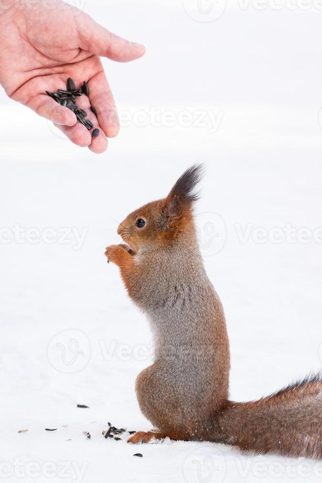 Eichhörnchen, das nach der Nuss greift foto