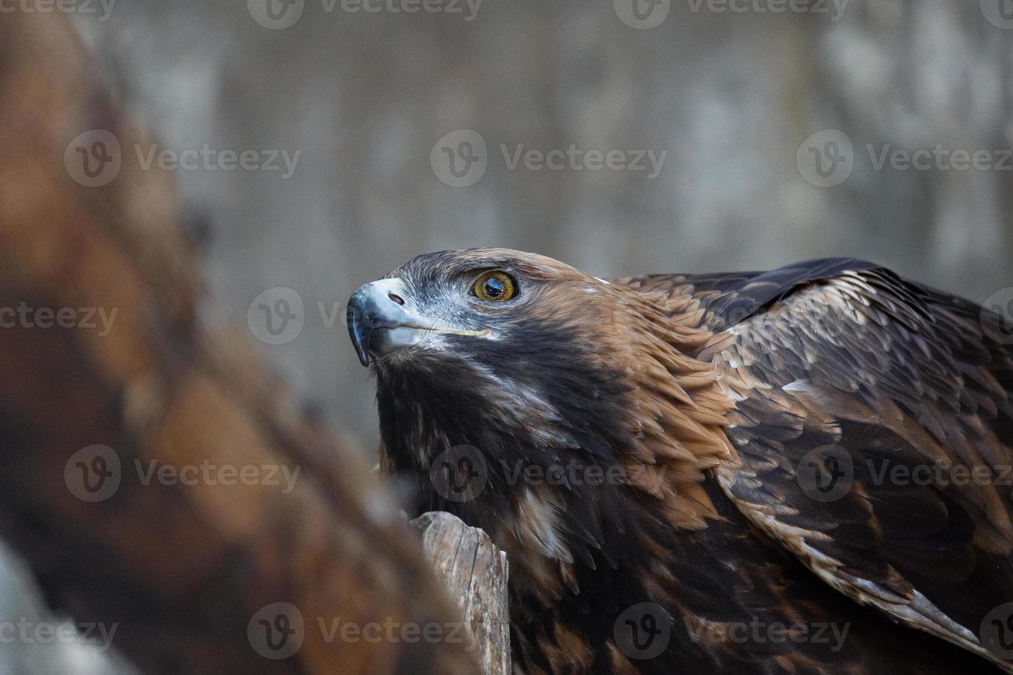 Steinadler auf einem Baum foto