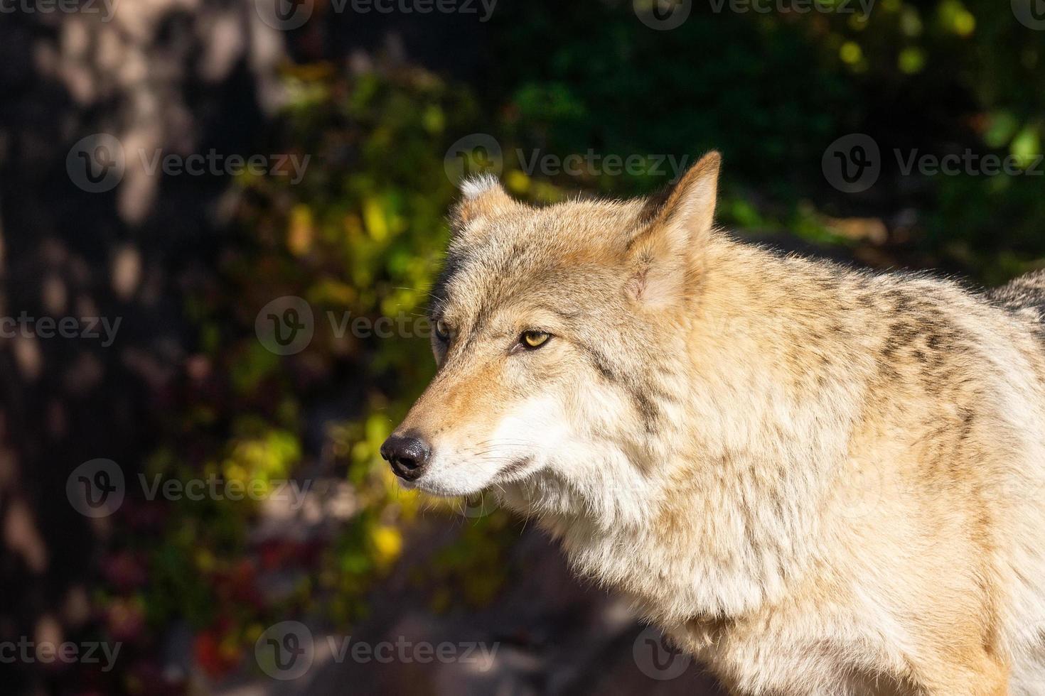 Wolf im Wald foto