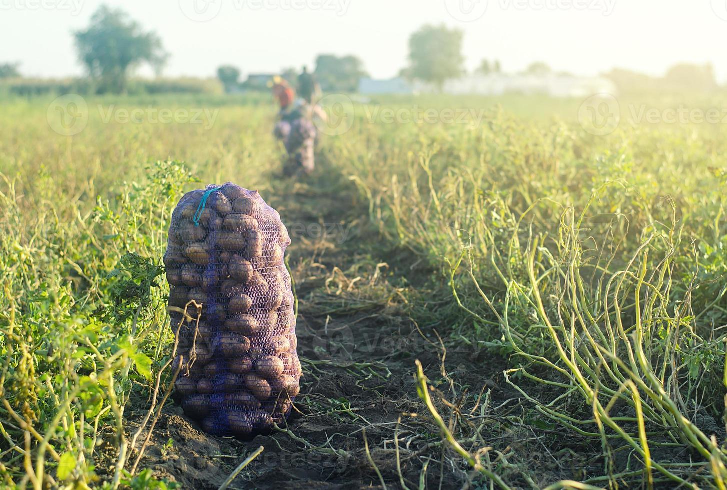 ein sack kartoffeln liegt nach der ernte auf dem boden. Bio-Gemüse im Herbst ernten. Landwirtschaft und Lebensmittelanbau. Abholung, Verpackung und Transport. Agroindustrie und Agribusiness. foto