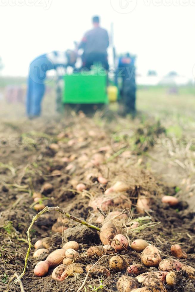 grub Kartoffeln auf dem Hintergrund eines Baggertraktors mit Landarbeitern aus. Wurzelgemüse an die Oberfläche extrahieren. Landwirtschaft und Ackerland. Ende der Herbsterntekampagne. frisches Bio-Gemüse foto