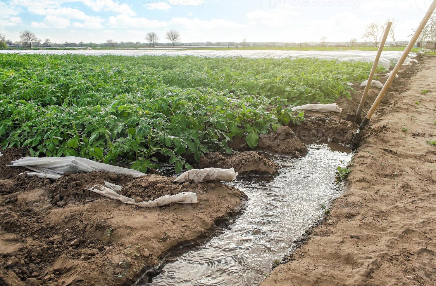 Furchenbewässerung von Kartoffelplantagen. Landwirtschaft. Pflanzen im zeitigen Frühjahr mit Gewächshäusern anbauen. Landwirtschaftliches Bewässerungssystem. Agronomie und Gartenbau. Wasserflusskontrolle. foto