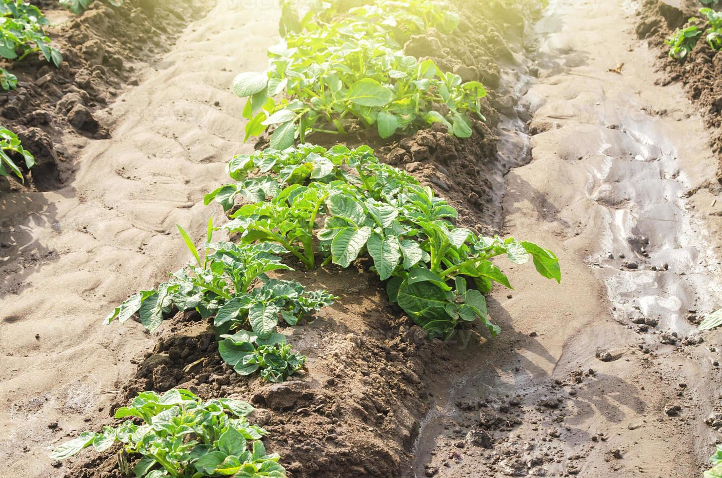 Junge Kartoffelsträucher landeten in einer Reihe auf einem Bauernhoffeld. Landwirtschaft und Gemüseanbau. Agroindustrie und Agribusiness. Produkte aus biologischem Anbau. Bewässerung, Dünger und Schädlingsschutz. foto