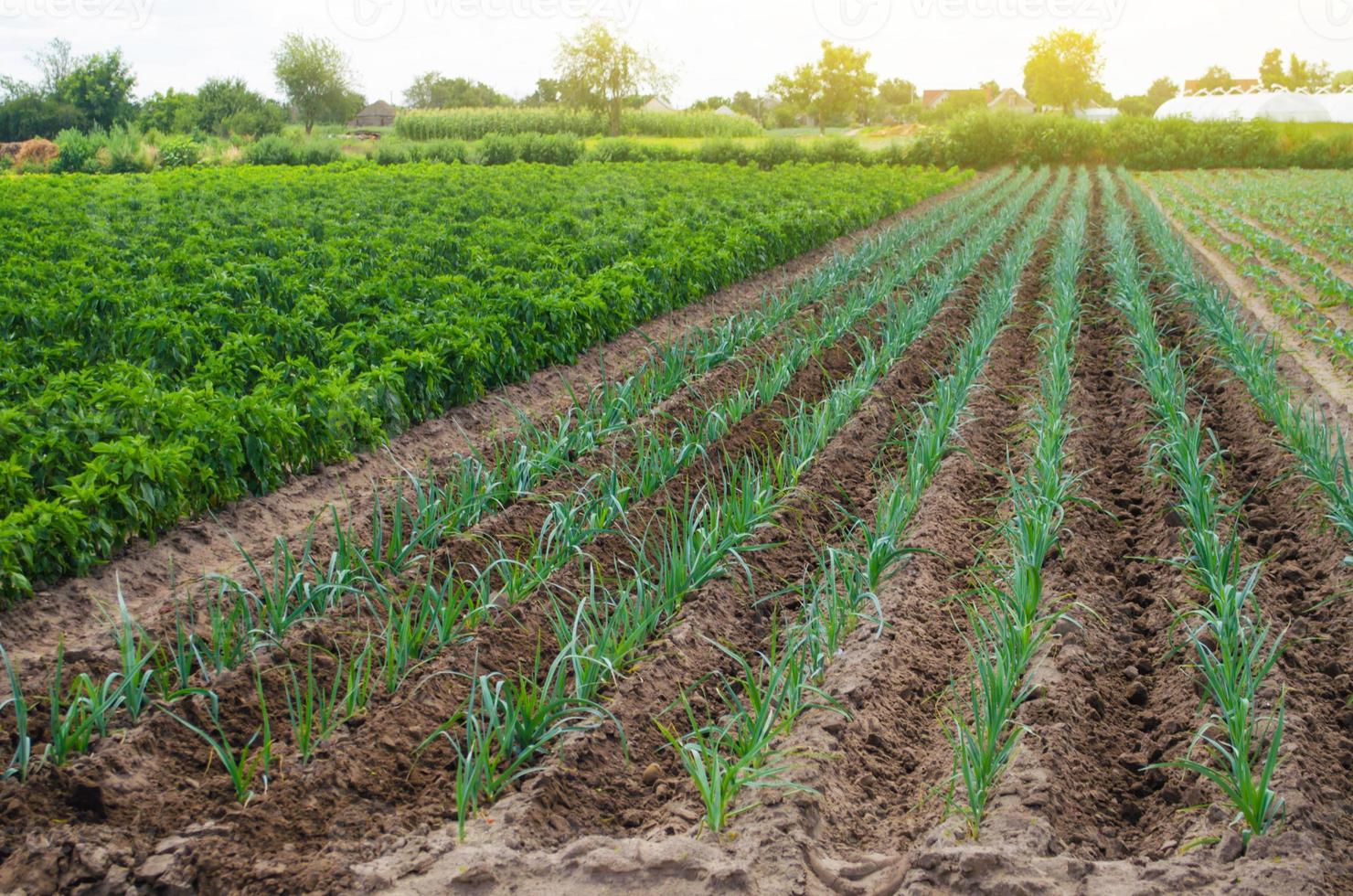 ein Feld mit jungen grünen Lauchplantagen. Gemüseanbau auf dem Bauernhof, Ernte zum Verkauf. Agribusiness und Landwirtschaft. Landschaft. Anbau und Pflege der Plantage. Verbesserung der Effizienz der Ernte. foto