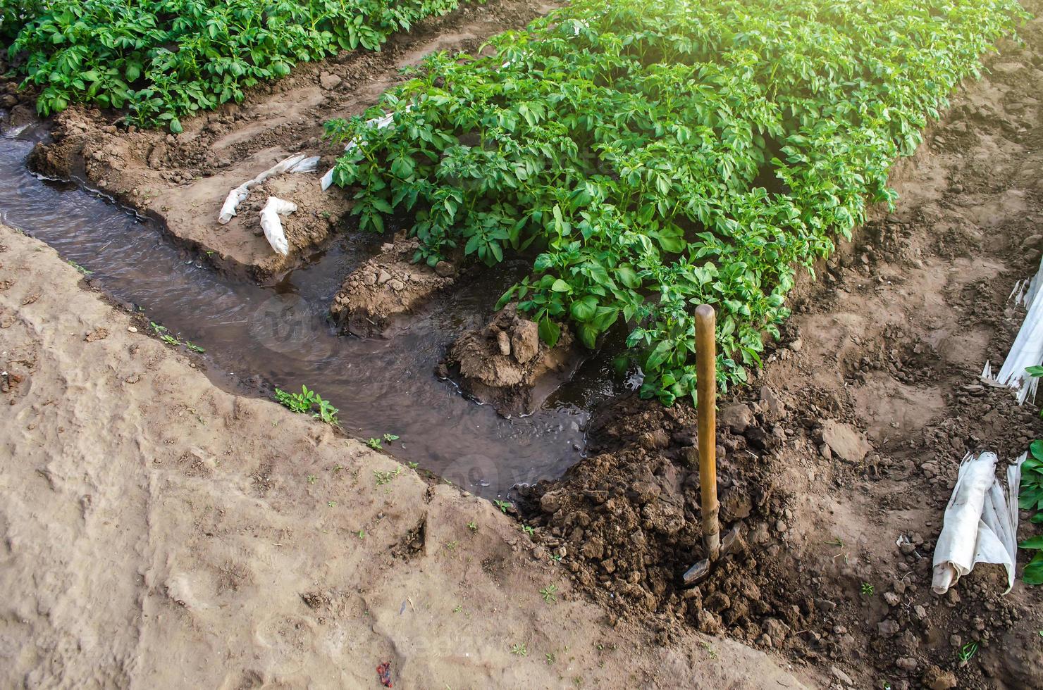 Wasser fließt durch Kanäle in einen Gewächshaustunnel mit einer Pflanzung von Kartoffelsträuchern. Pflanzen im zeitigen Frühjahr mit Gewächshäusern anbauen. Landwirtschaftliches Bewässerungssystem. Landwirtschaft. foto