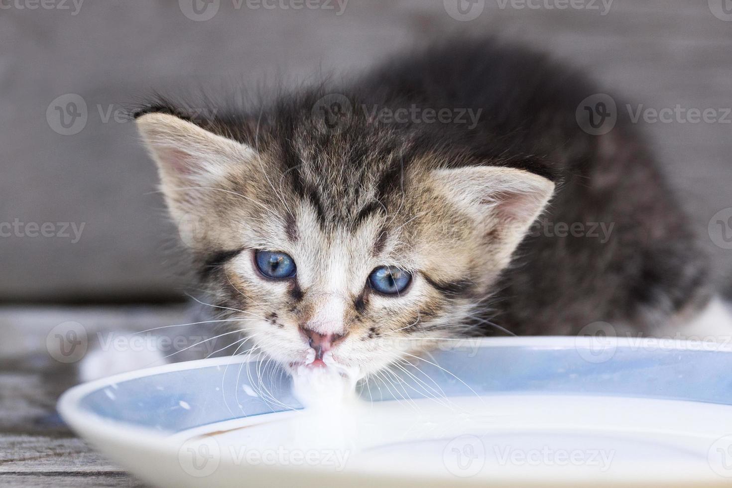 Kätzchen leckt Milch foto