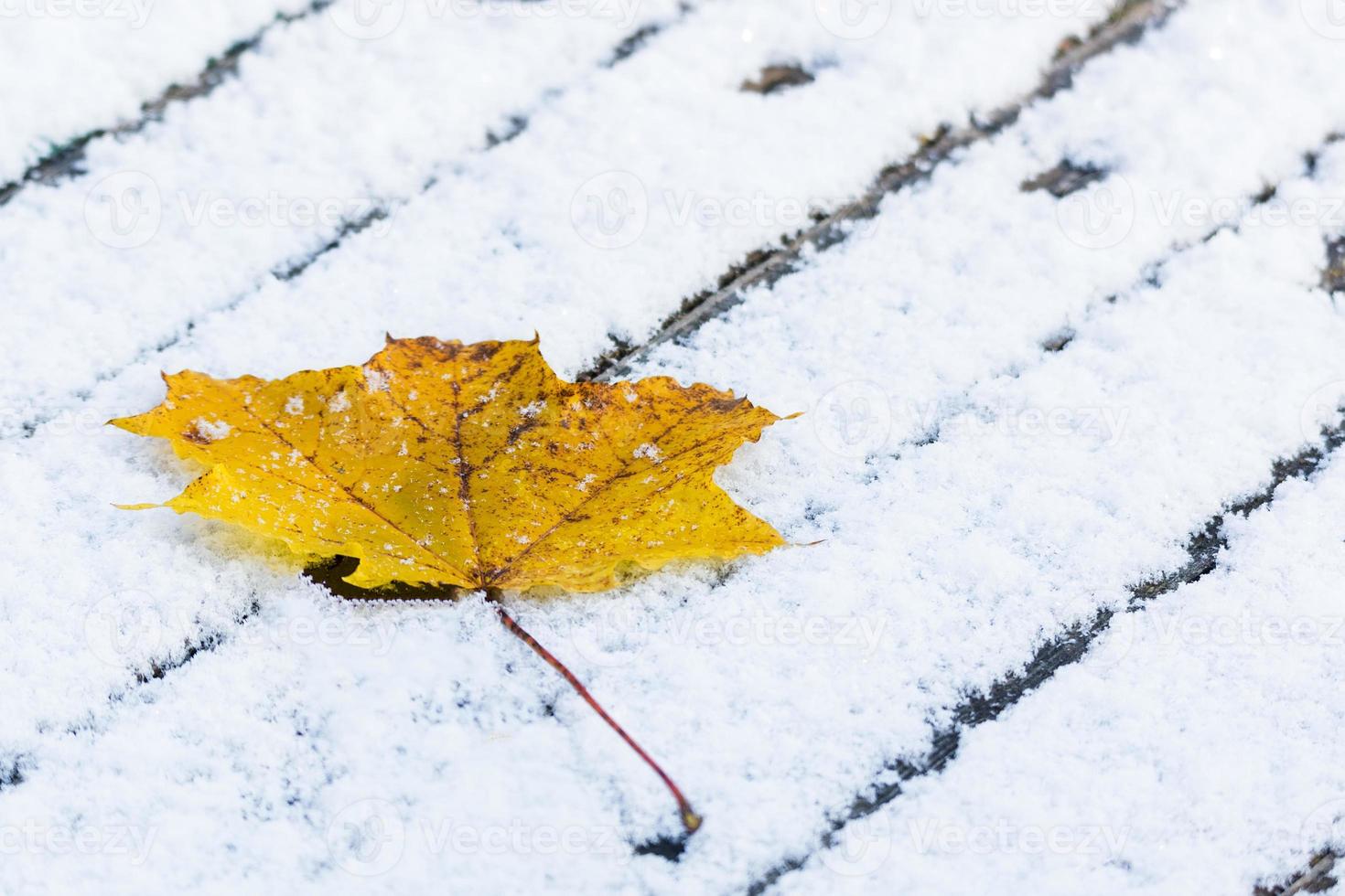 Ahornblatt auf Schnee foto