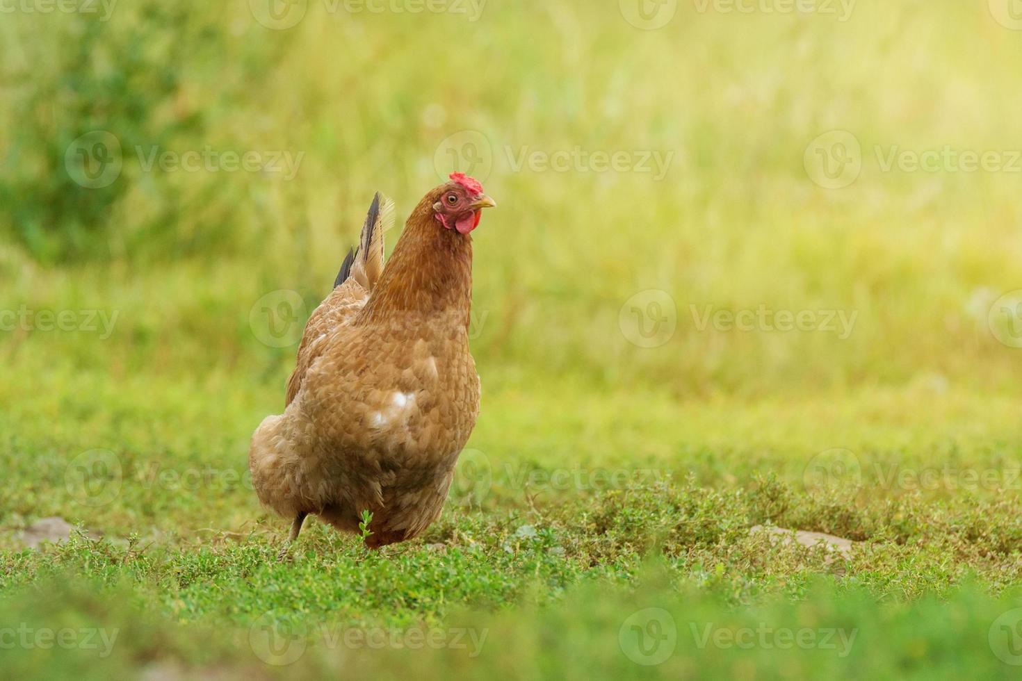 das Huhn läuft auf dem Gras foto