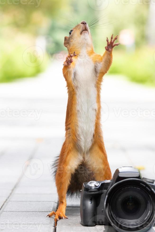 Eichhörnchen mit einer Kamera foto