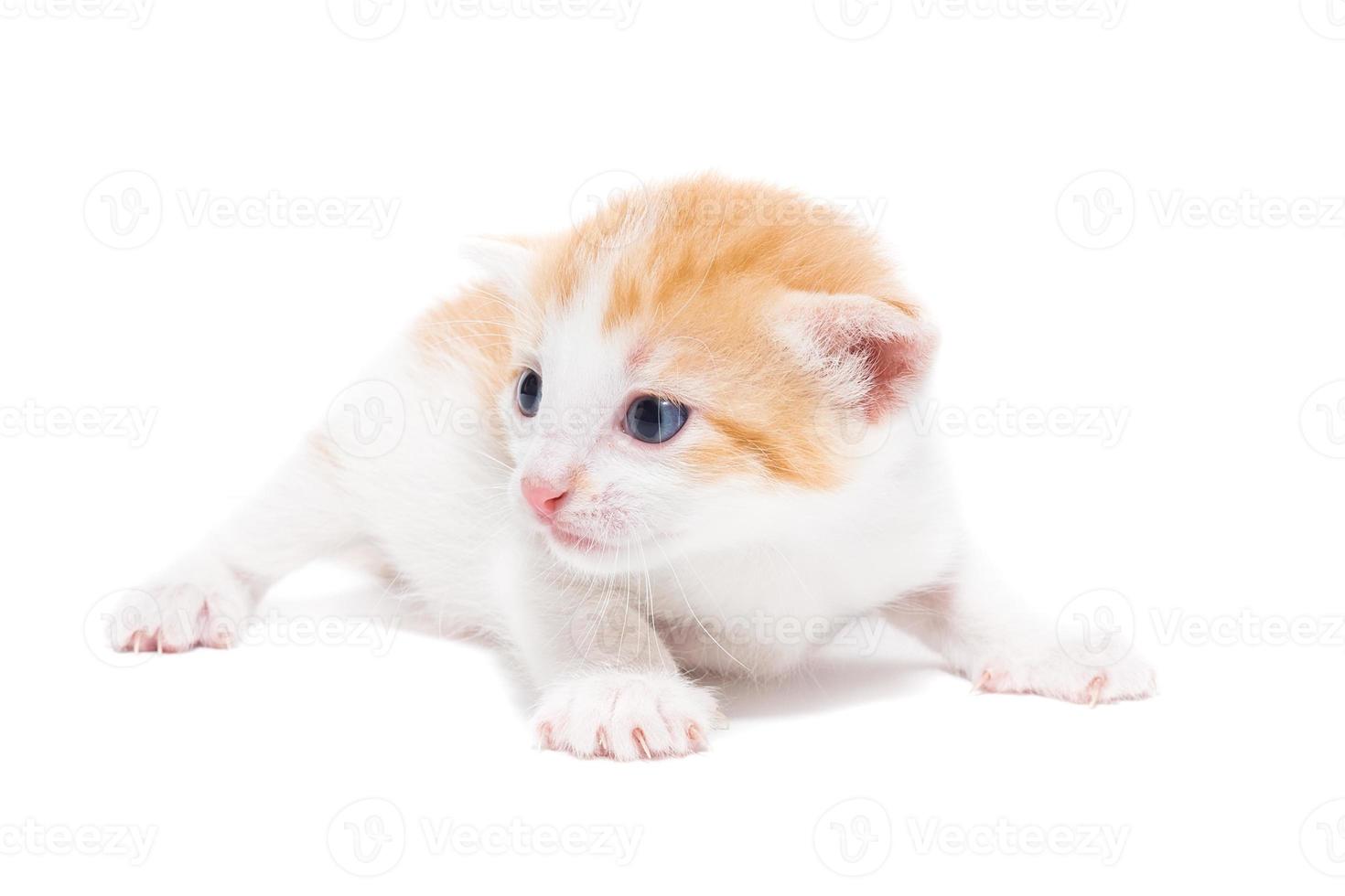 Kätzchen auf einem weißen Hintergrund foto