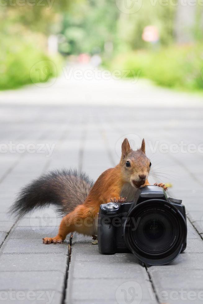 Eichhörnchen und Kamera foto