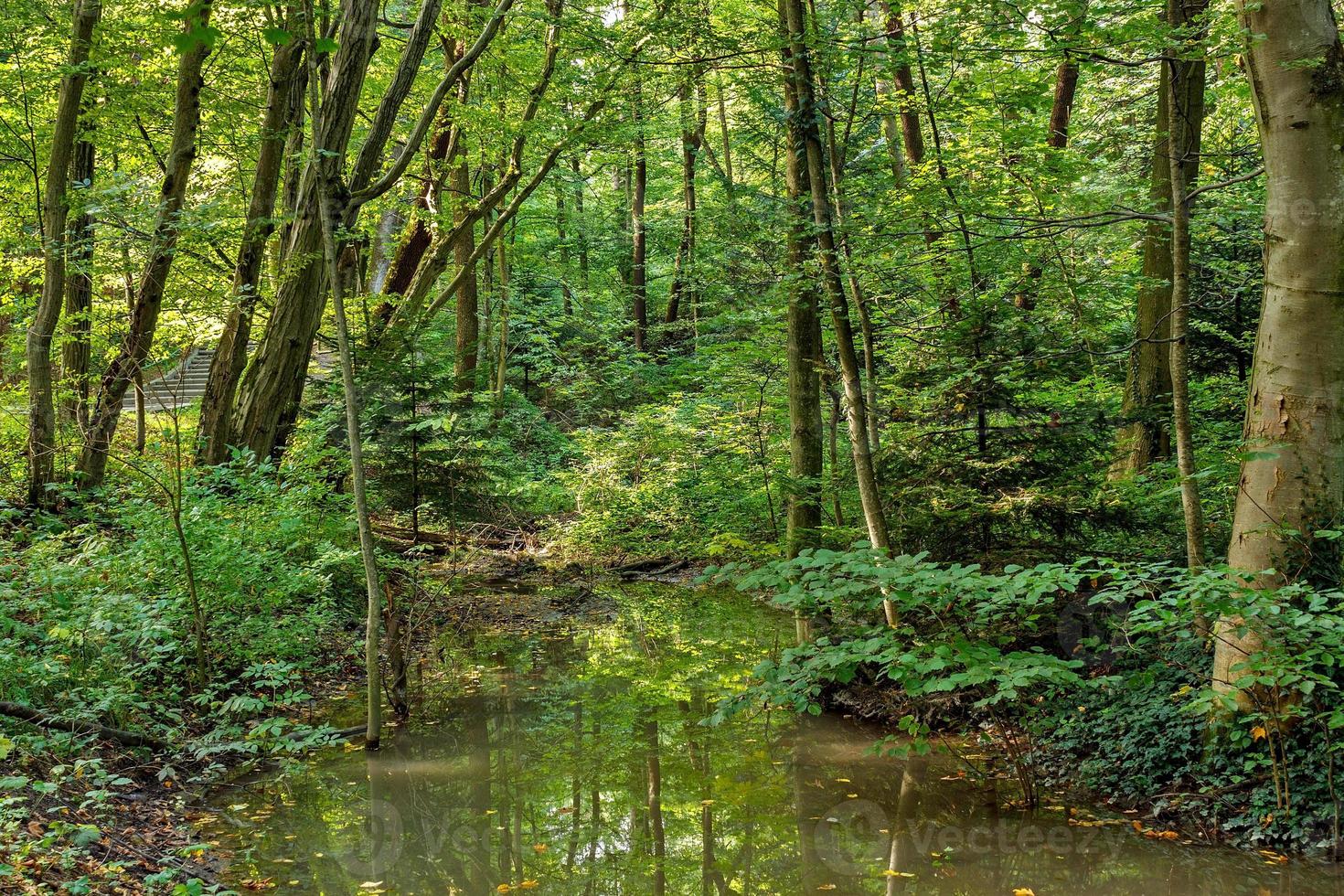 üppige grüne Sumpf- und Tropenwaldszene. Die Sonne ragt durch das dichte Laub und enthüllt eine wunderschöne Naturlandschaft foto