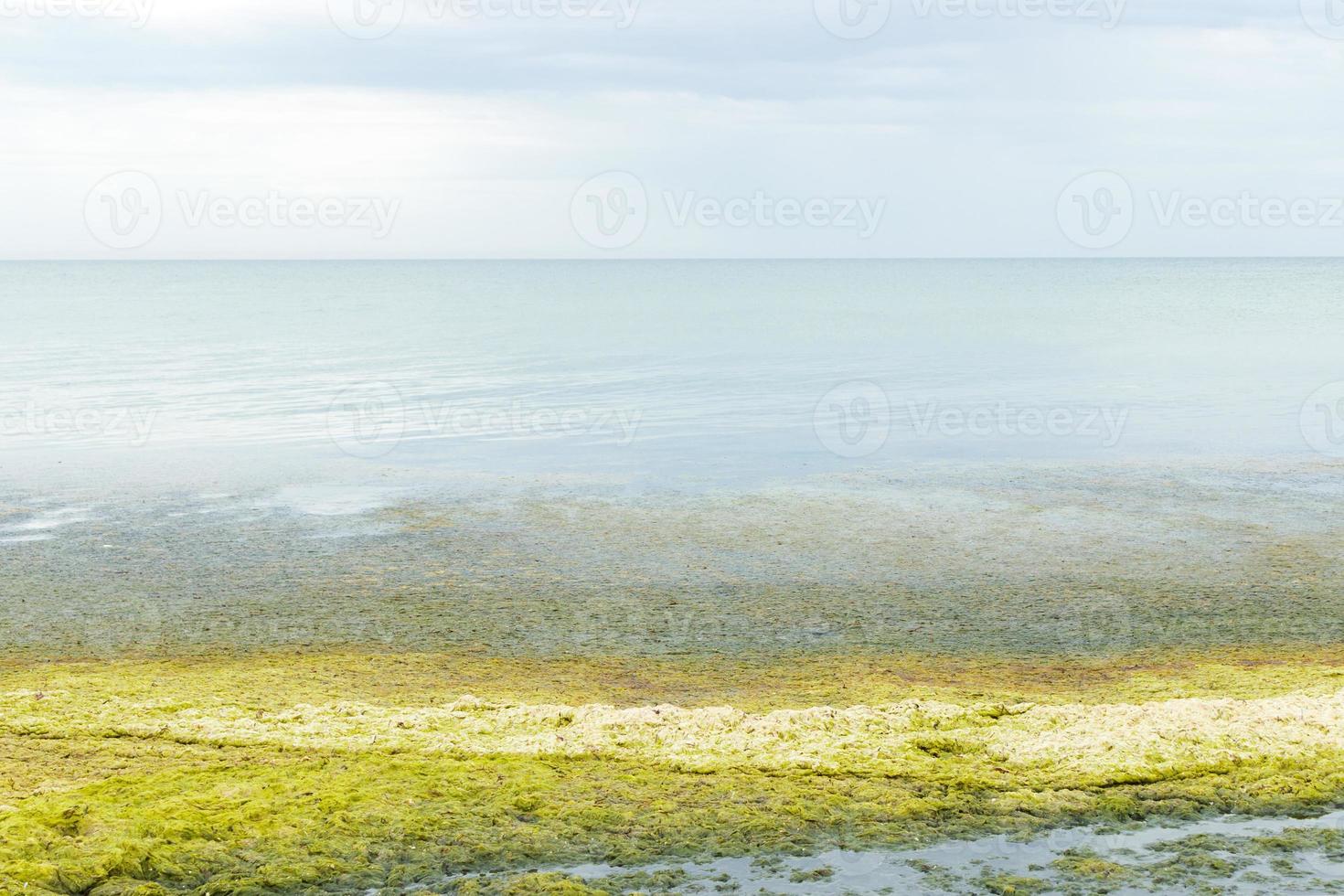 Algen bei Ebbe am Strand an einem regnerischen grauen Tag. ökologie- und naturkatastrophenkonzept foto