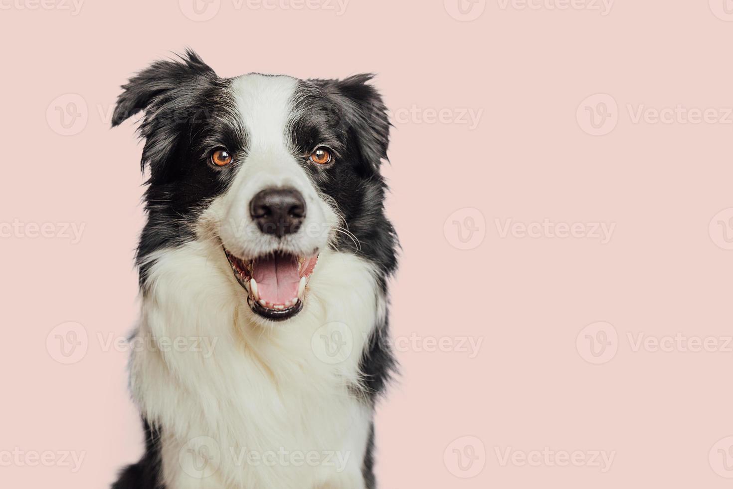 lustiger emotionaler Hund. süßer Hündchen-Border-Collie mit lustigem Gesicht isoliert auf rosa Hintergrund. süßer Haustierhund. Konzept für das Leben von Haustieren. foto