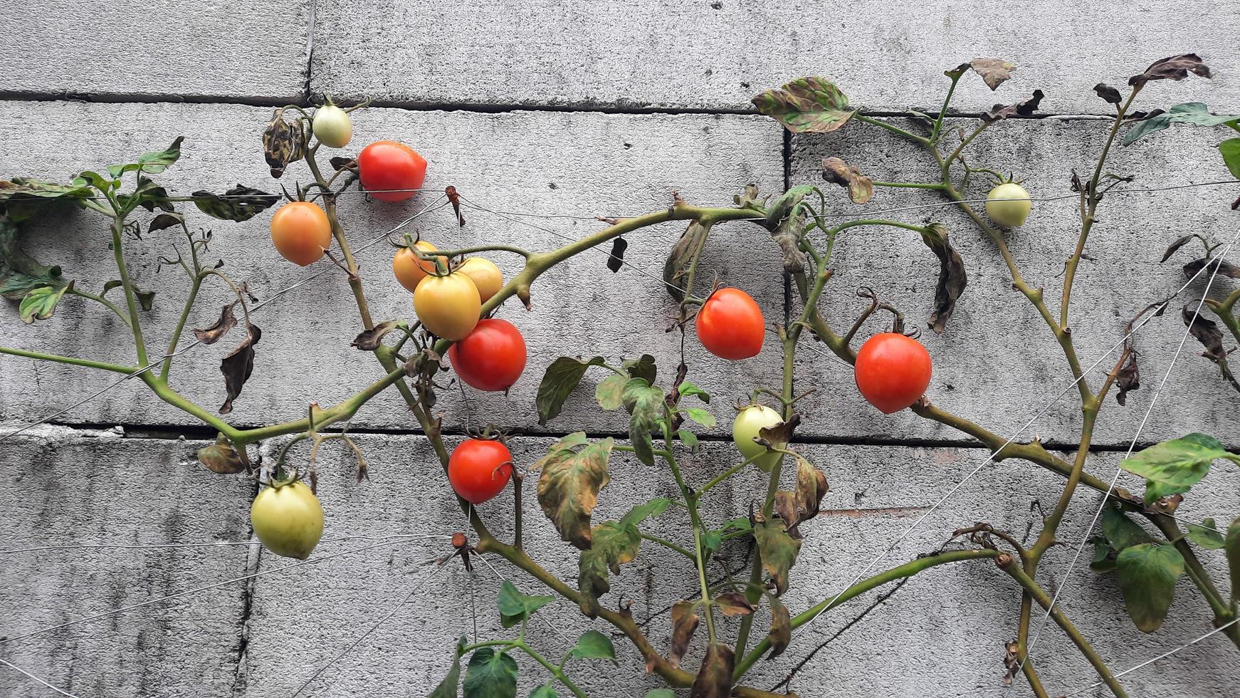 erntebereite Tomatenpflanze gegen eine Mauer 10 foto