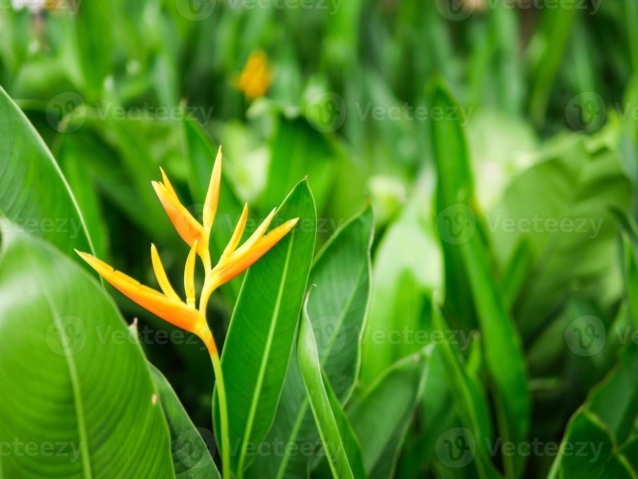 orange Vogelparadiesblume mit grünen Blättern foto