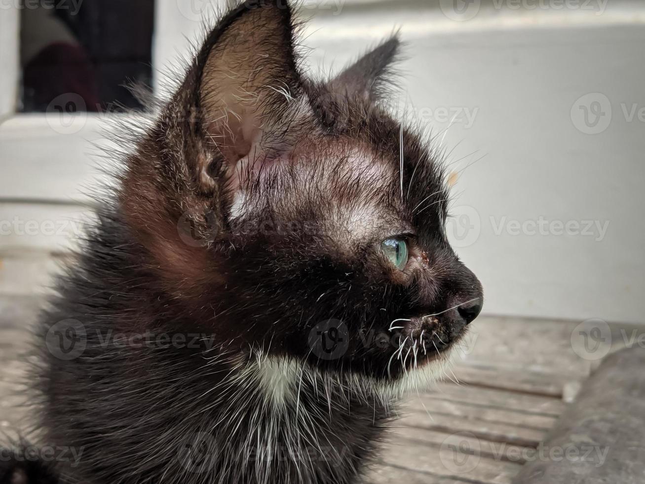 Nahaufnahme einer niedlichen und entzückenden Katze, die nach rechts schaut foto