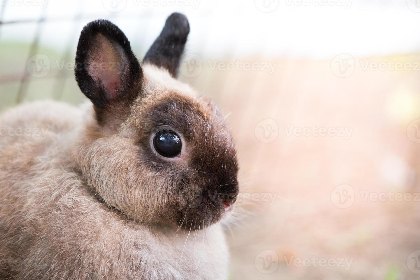 Kaninchen auf grünem Gras. Zuhause dekoratives Kaninchen im Freien. kleiner Hase, Jahr des Hasentierkreises, Osterhase. foto