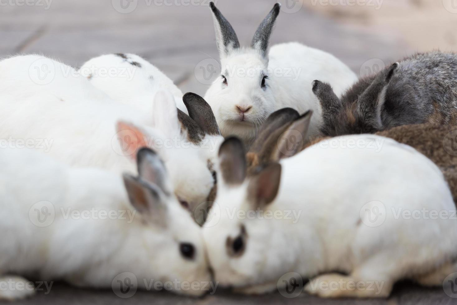 Kaninchen auf grünem Gras. Zuhause dekoratives Kaninchen im Freien. kleiner Hase, Jahr des Hasentierkreises, Osterhase. foto